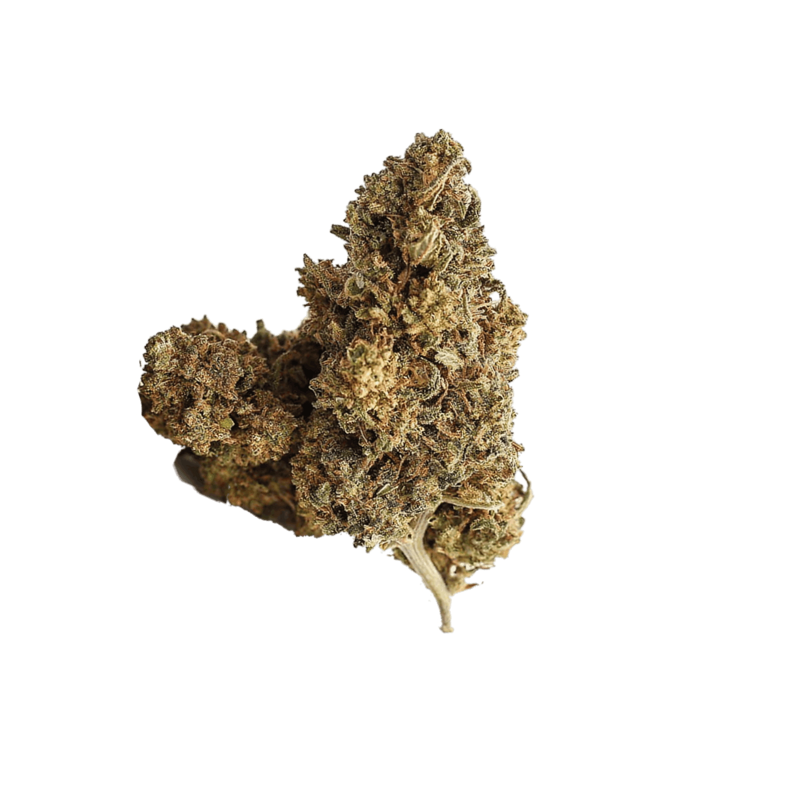 Augustus Gloop Flower