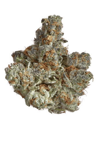 GOLDKINE | BISCOTTI PANCAKES | HYBRID | DELI-STYLE FLOWER | REC - Main view