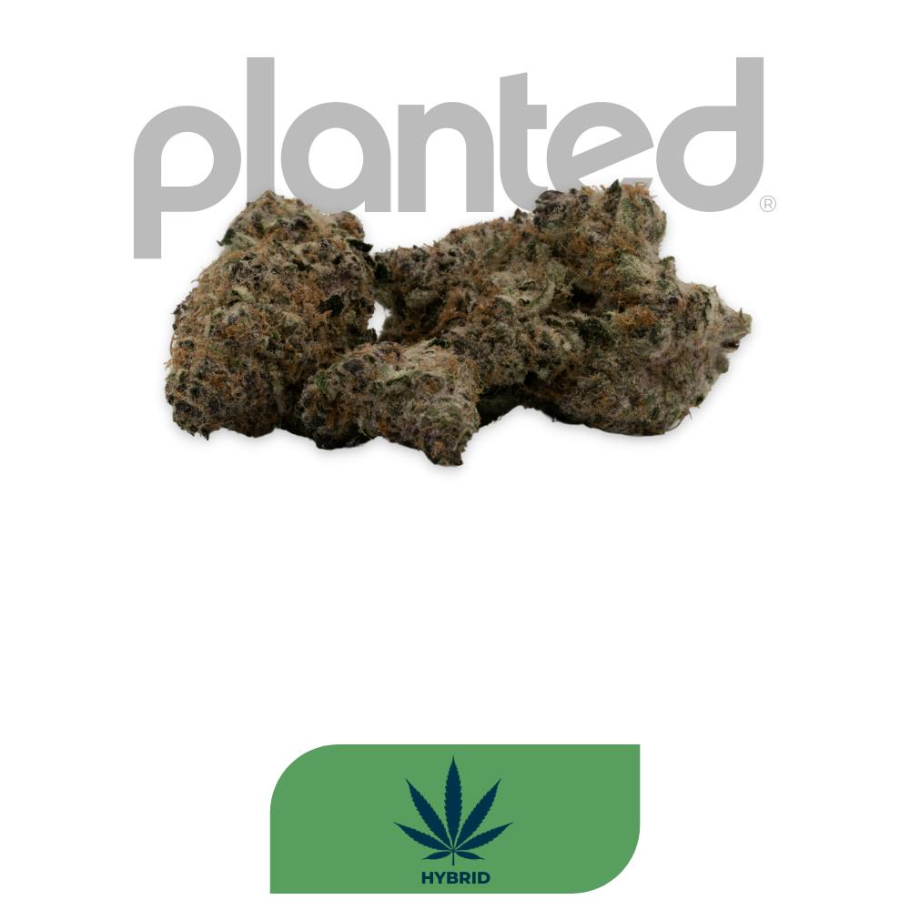 GOLDKINE | GHOST RIDER | HYBRID | DELI-STYLE FLOWER | REC - Main view