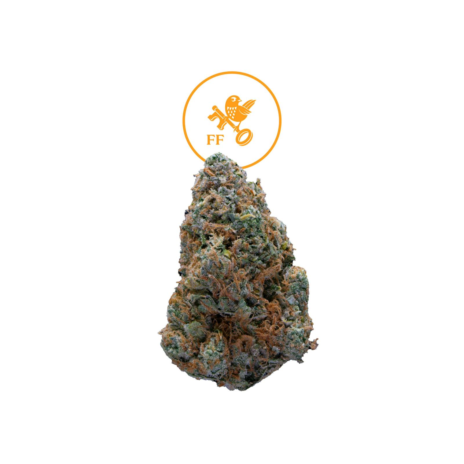 FRANKLIN FIELDS | JILLY GLUE | HYBRID | DELI-FLOWER | REC - Main view