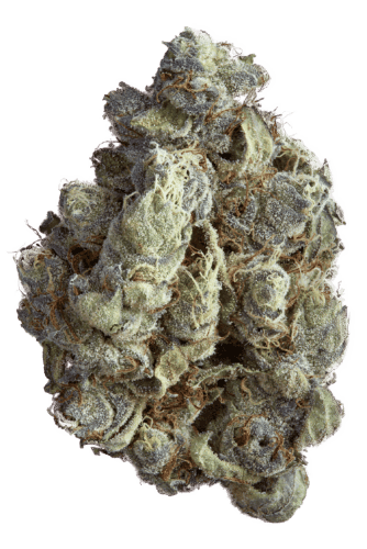 GOLDKINE | ROCK N RYE GELATO | HYBRID | DELI-STYLE FLOWER | REC - Main view