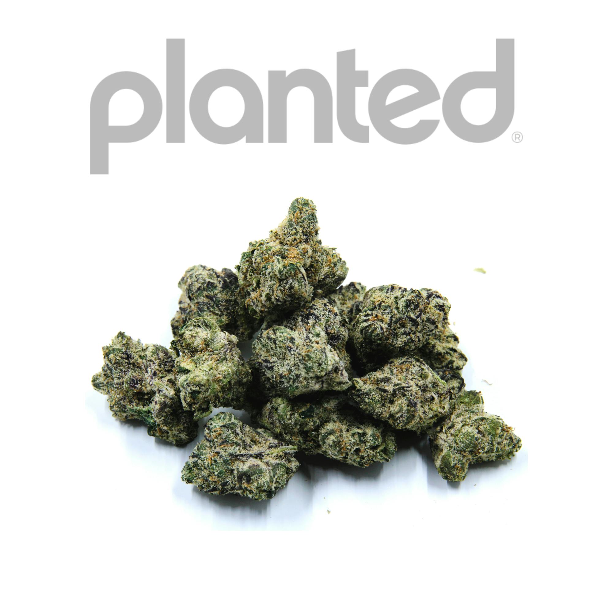 RED FOX | CANDY GAS | HYBRID | DELI-STYLE FLOWER | REC - Main view