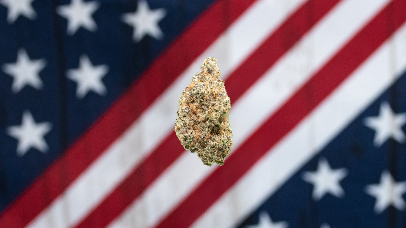 AMERICAN GROWN | TARTZ | HYBRID | DELI-STYLE FLOWER | REC - Main view