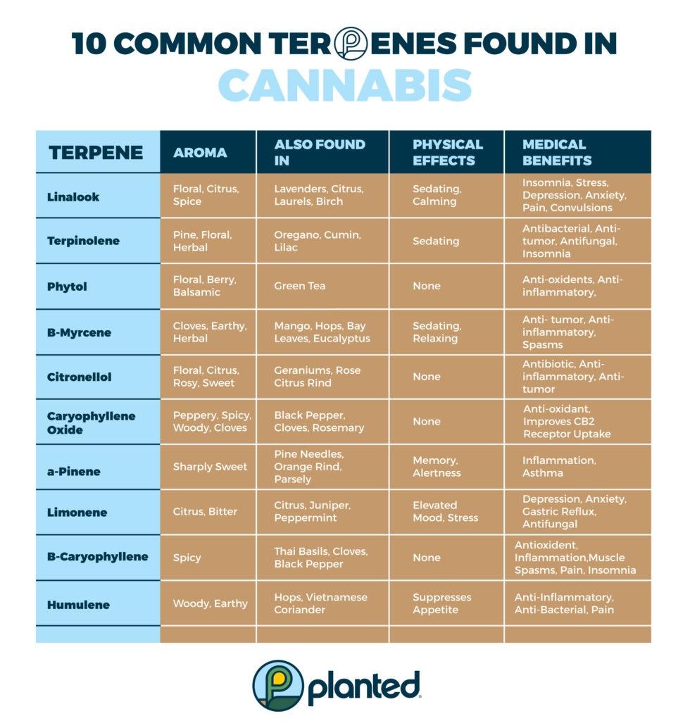 Chart showing the 10 most common Terpenes found in Cannabis from Planted Provisioning's Knowledge Center.